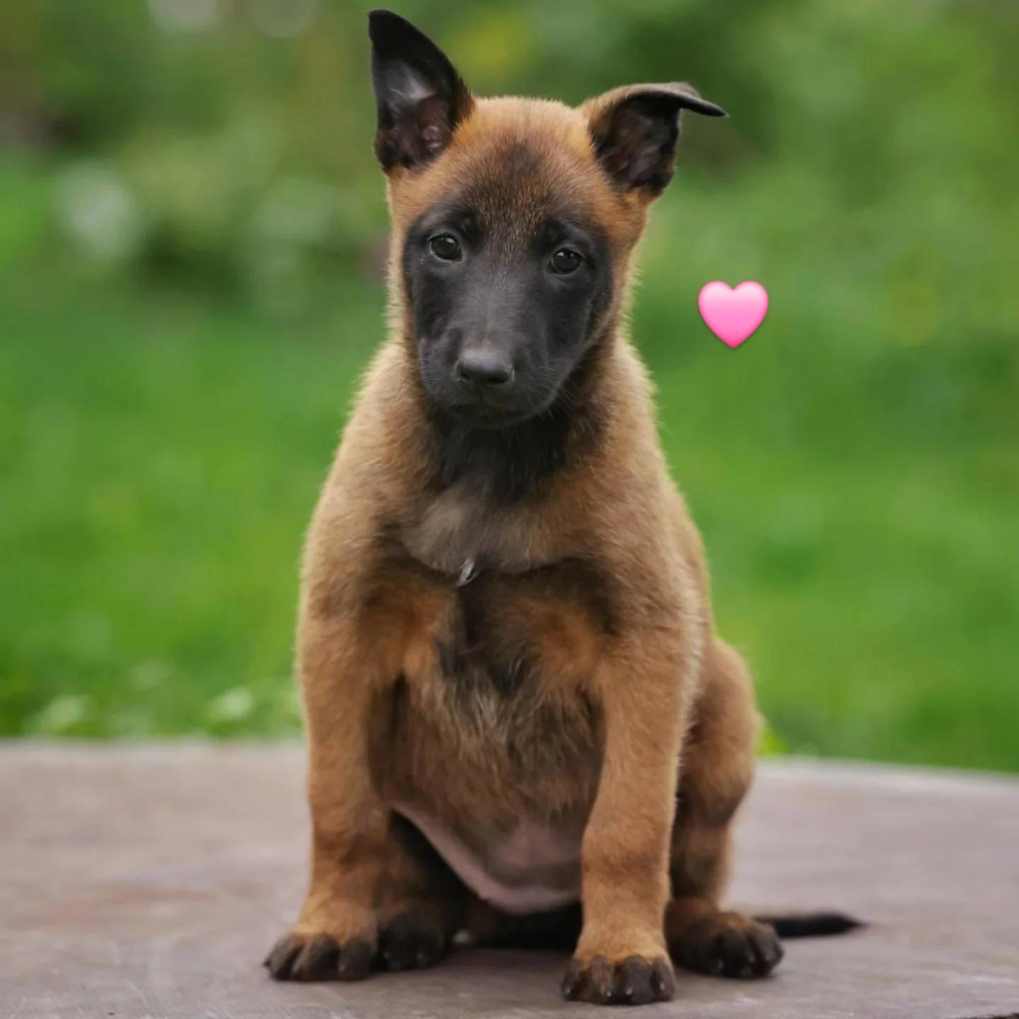Pinkki SKL