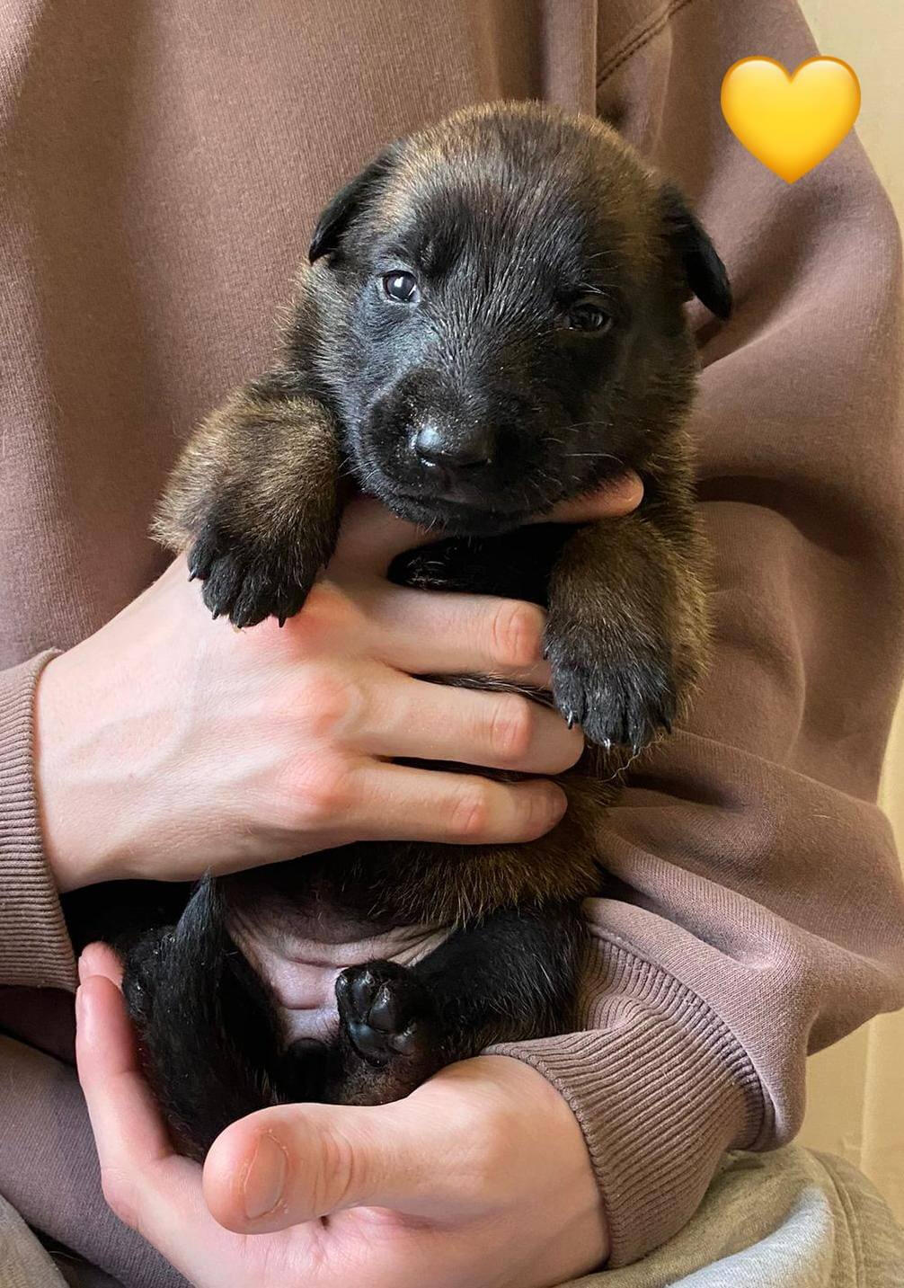 Keltainen SKL Keltainen SKL